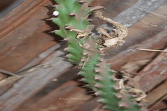 Euphorbia neriifolia